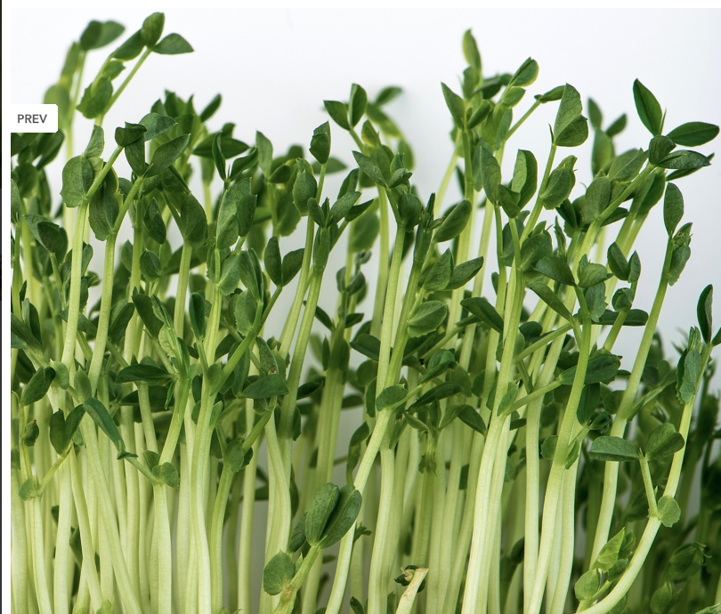 pea-shoots-fresh-shelf-farm